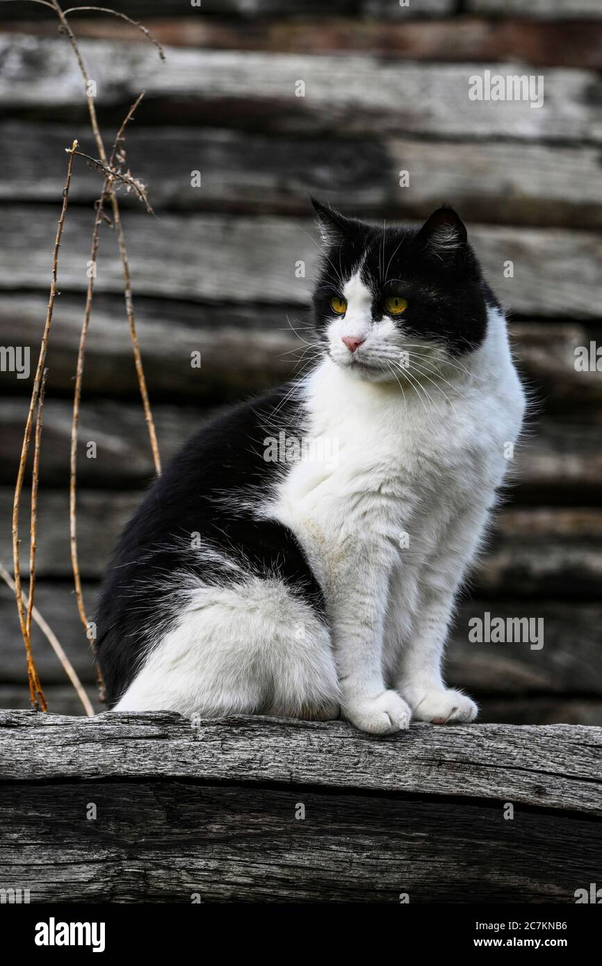 Mixed breed domestic cat Stock Photo