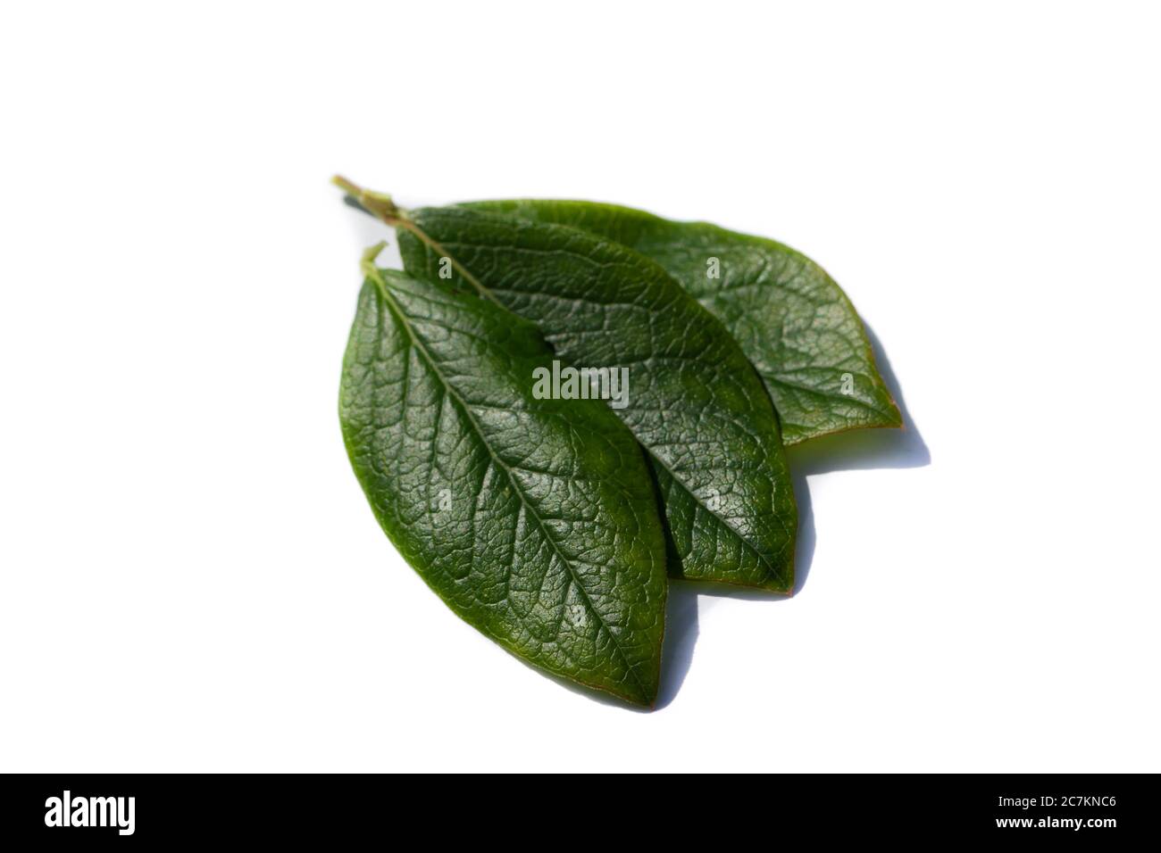 Blueberry leaf isolated on white background Stock Photo