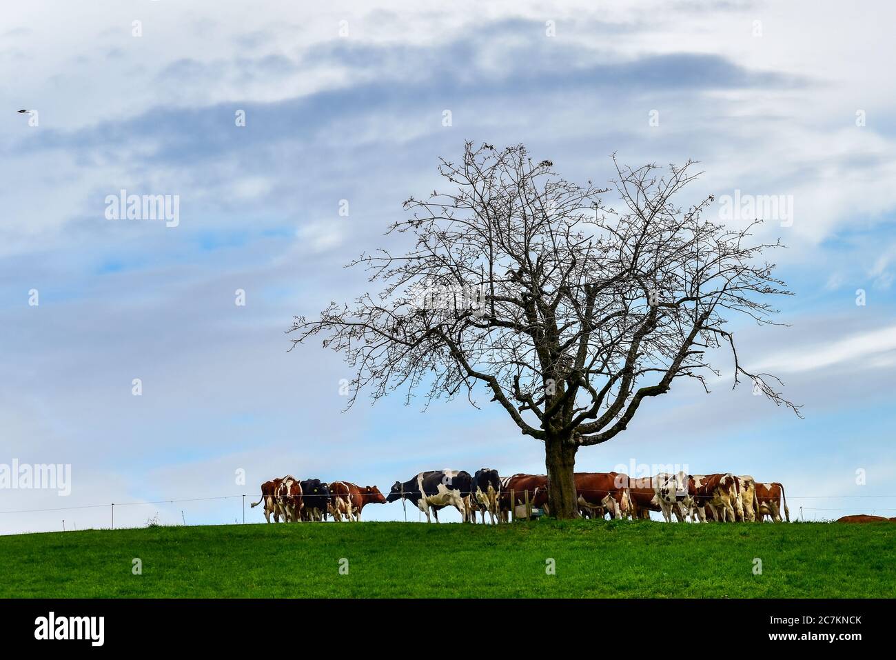Cows in the pasture Stock Photo