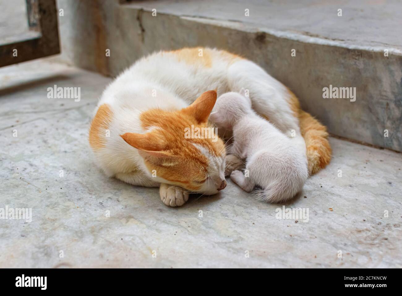 A mother cat in white and brown hair feeding her kittens. Kittens suck on a cat’s chest. Cat lifestyle (selective focus) Stock Photo