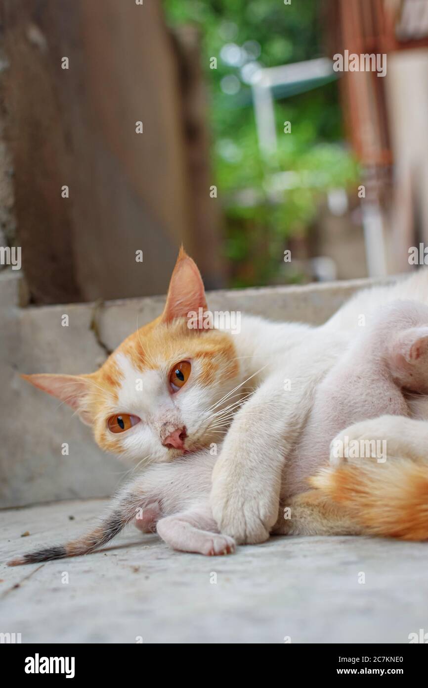 A mother cat in white and brown hair feeding her kittens. Kittens suck on a cat’s chest. Cat lifestyle (selective focus) Stock Photo