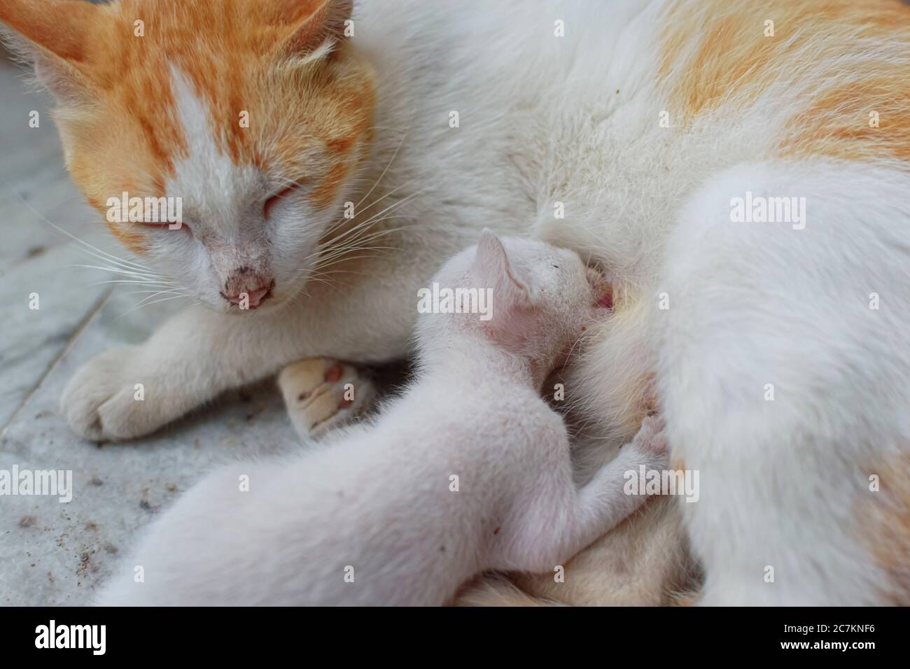 A mother cat in white and brown hair feeding her kittens. Kittens suck on a cat’s chest. Cat lifestyle (selective focus) Stock Photo