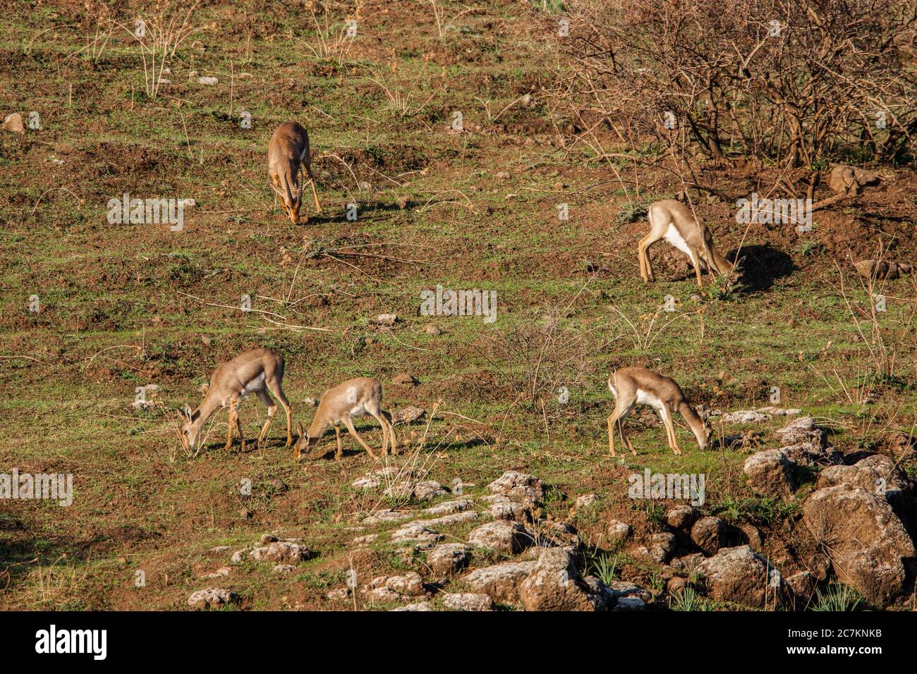 Mountain gazelle - Gazella gazella gazella Stock Photo - Alamy