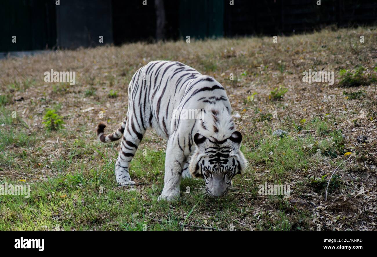 White Bengal Tiger, zoo. The white tiger or bleached tiger is a ...