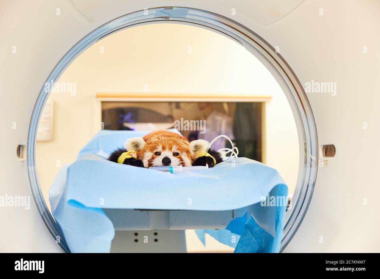 Ct scanner animals hires stock photography and images Alamy