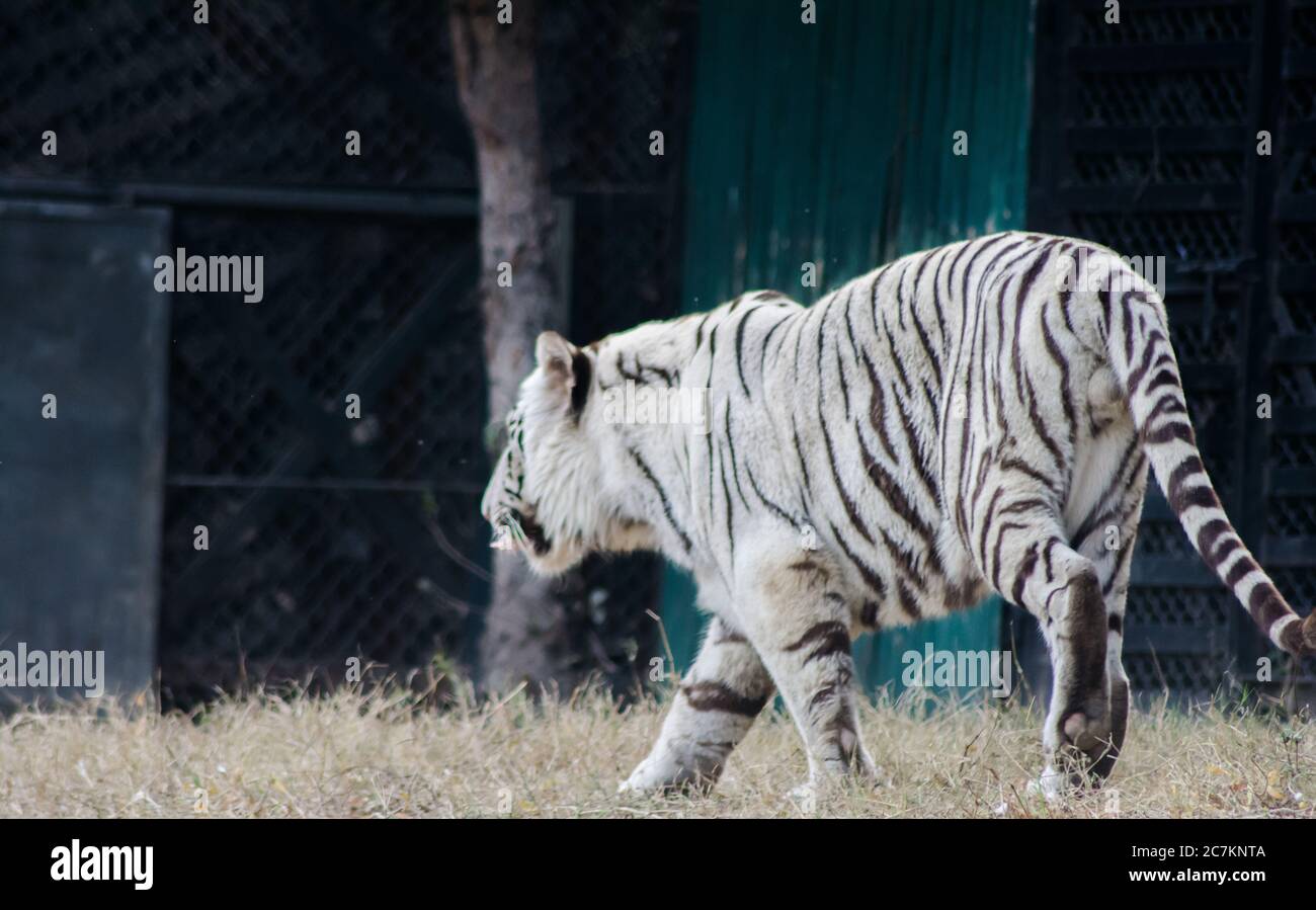 White Bengal Tiger, zoo. The white tiger or bleached tiger is a ...