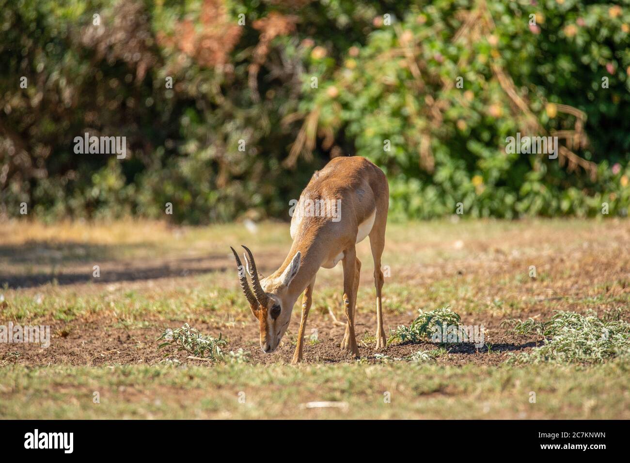 Mountain gazelle - Gazella gazella gazella Stock Photo - Alamy