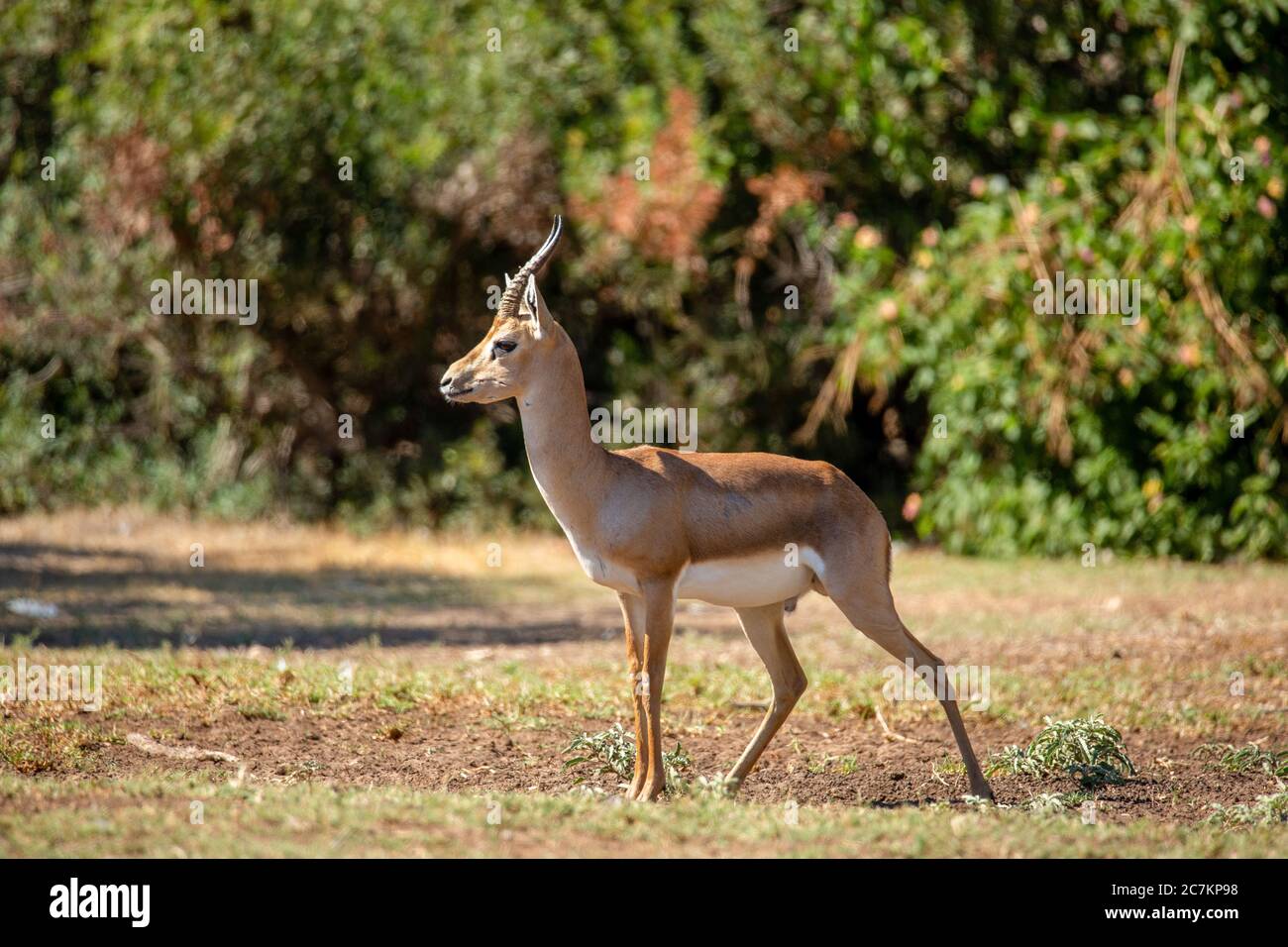 Mountain gazelle - Gazella gazella gazella Stock Photo - Alamy