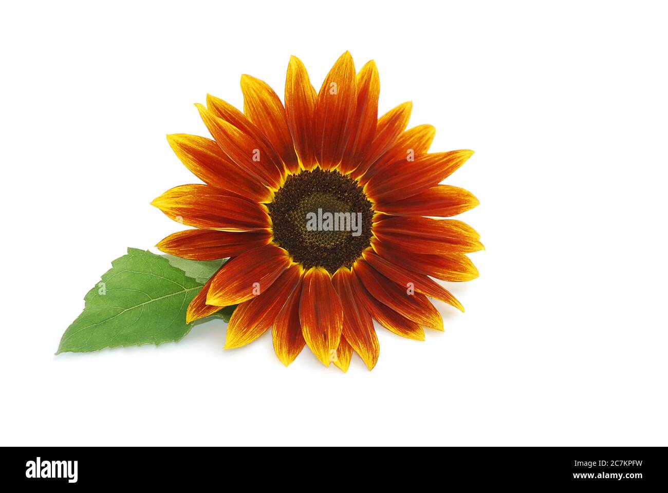 Isolated sunflower lies on a white background Stock Photo