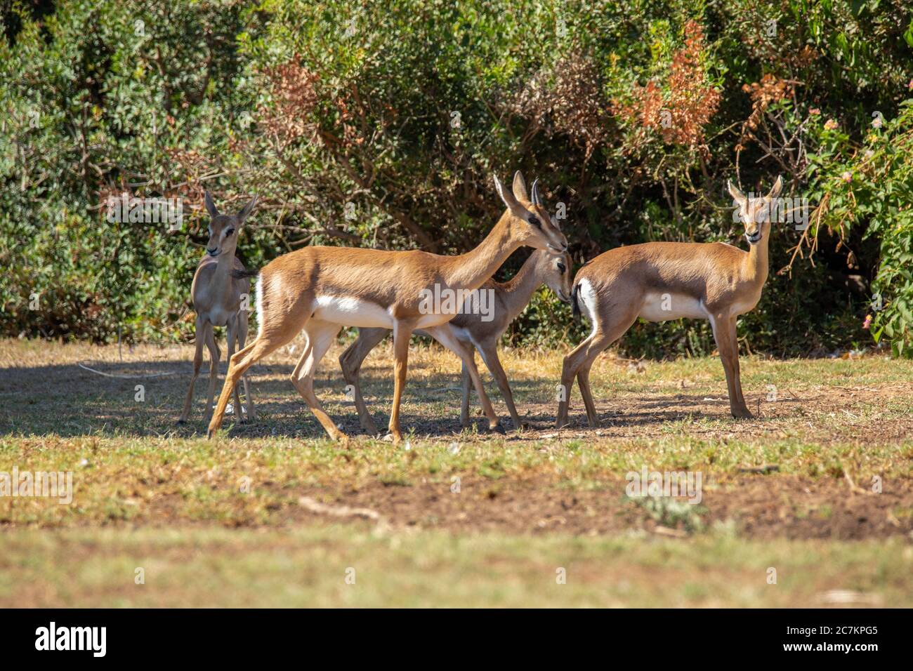 Mountain gazelle - Gazella gazella gazella Stock Photo - Alamy