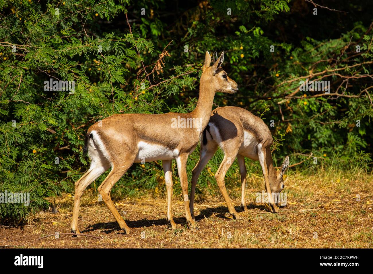 Mountain gazelle - Gazella gazella gazella Stock Photo - Alamy