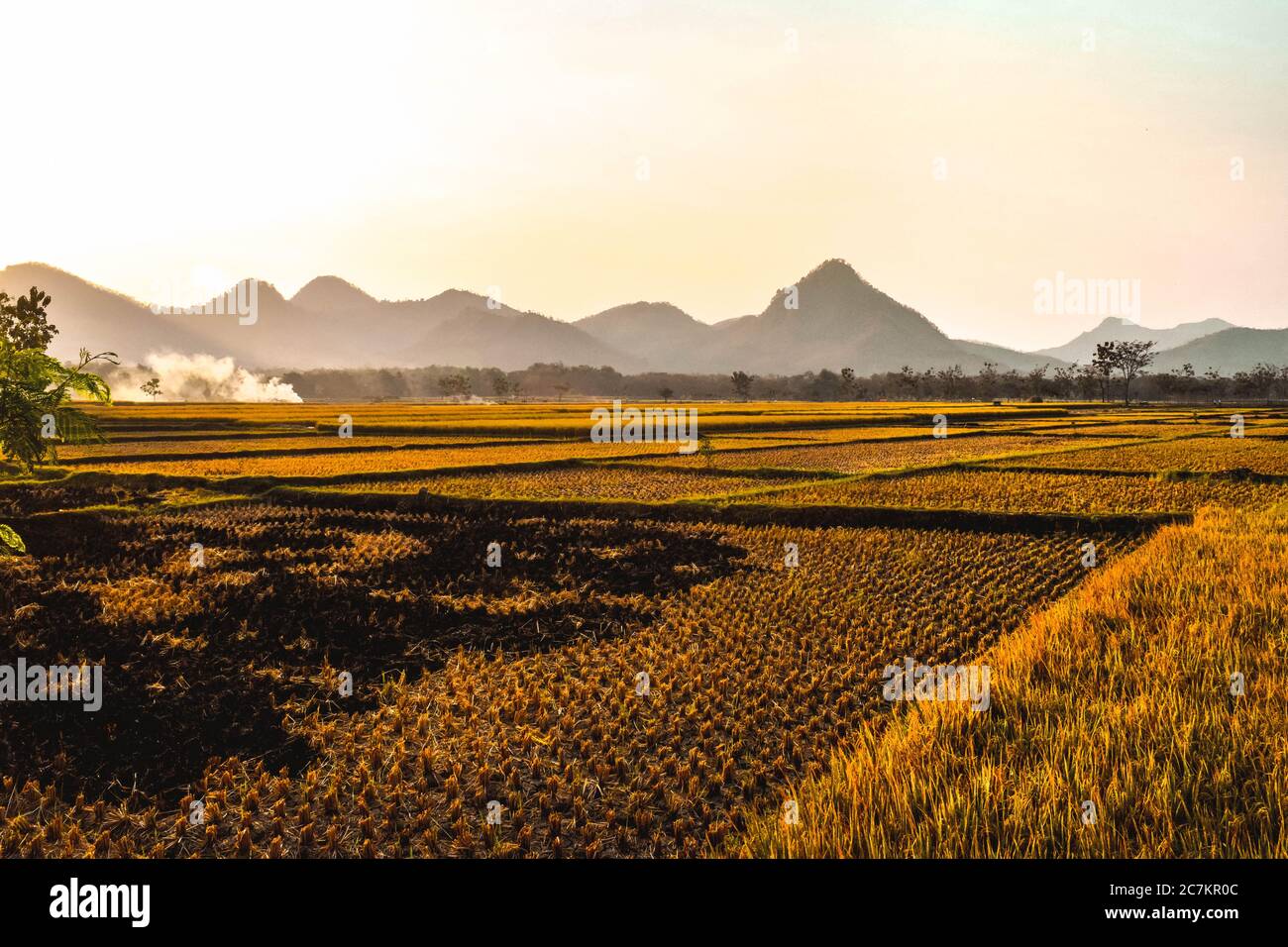 Rice fields turn yellow during the rice harvest season in Badegan