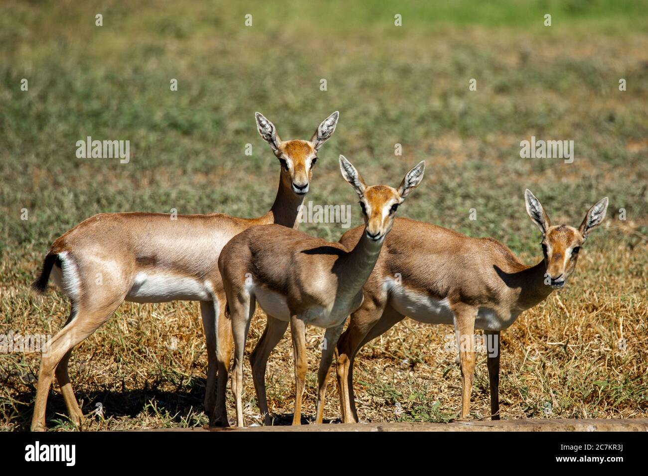 Mountain gazelle - Gazella gazella gazella Stock Photo - Alamy