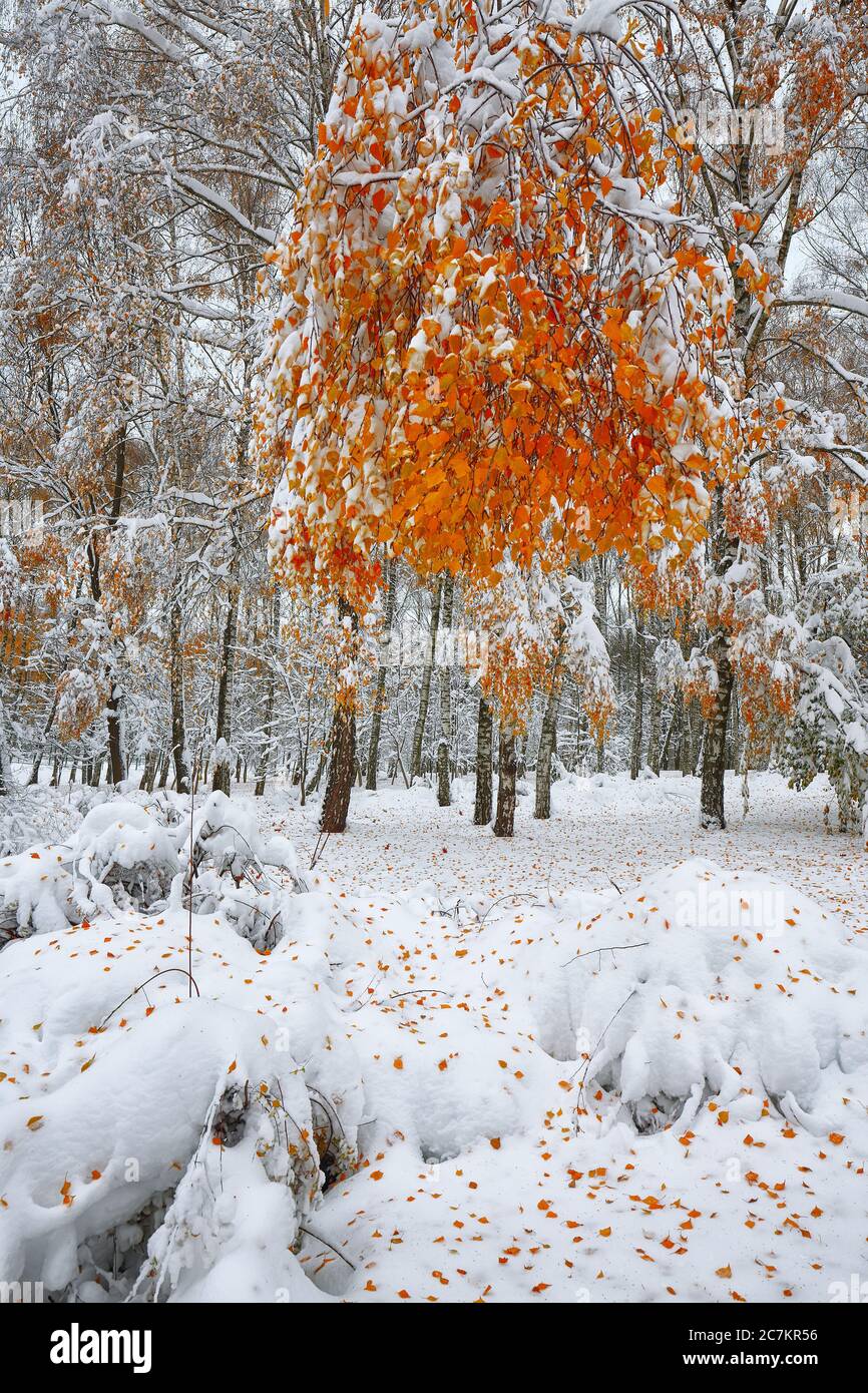 The first snow in the forest hi-res stock photography and images - Alamy