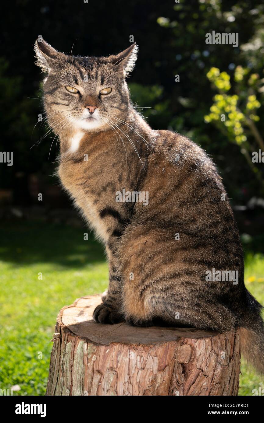 tabby cat sitting on tree stump with ears folded back Stock Photo Alamy