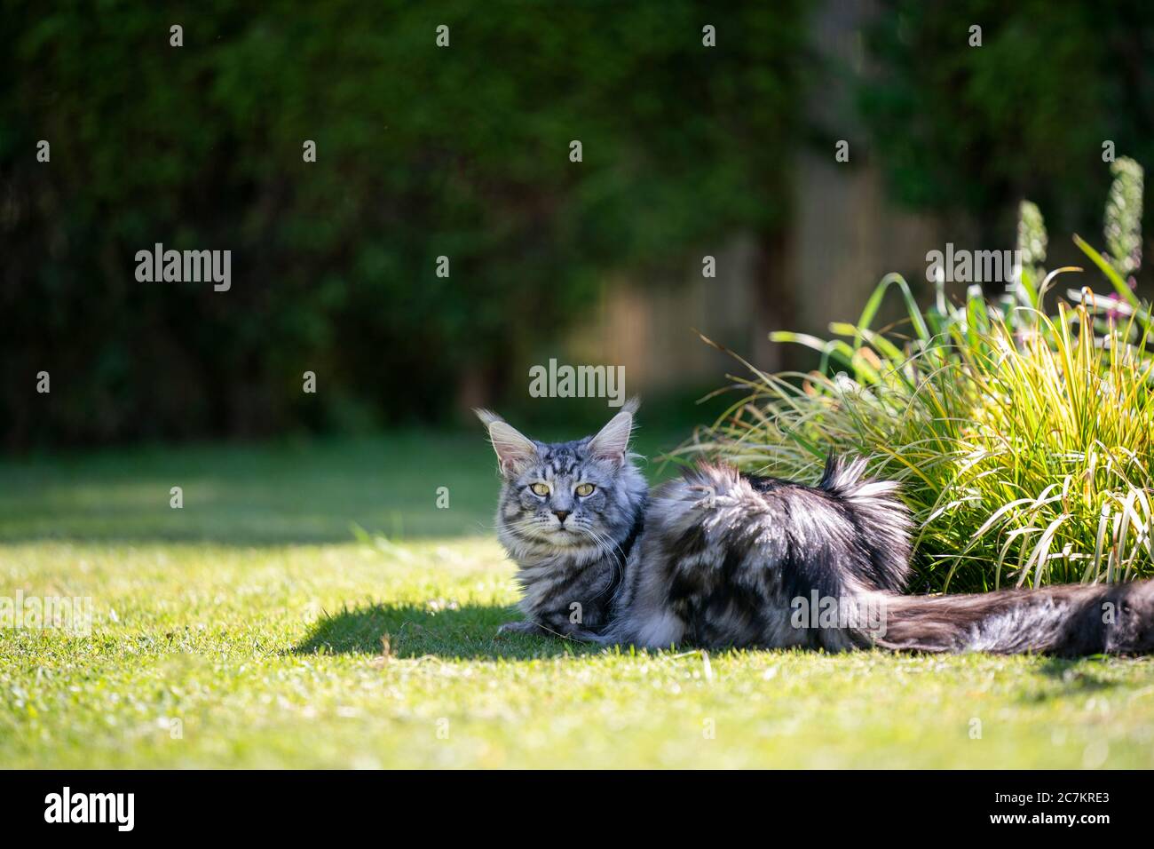 silver tabby maine coon cat