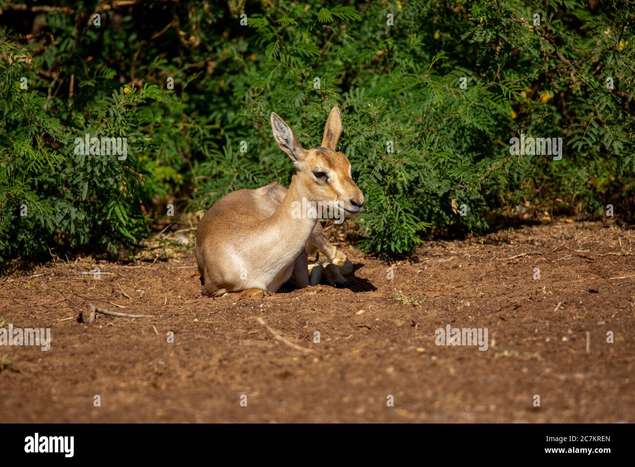 Mountain gazelle - Gazella gazella gazella Stock Photo - Alamy