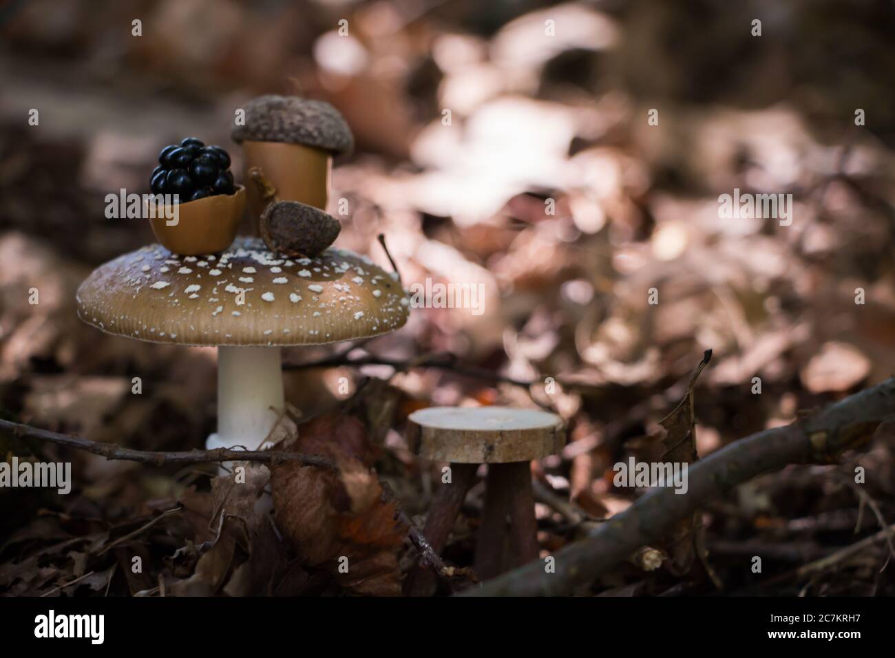 Fairy tea party scene, with miniature objects and Amanita pantherina as a table Stock Photo