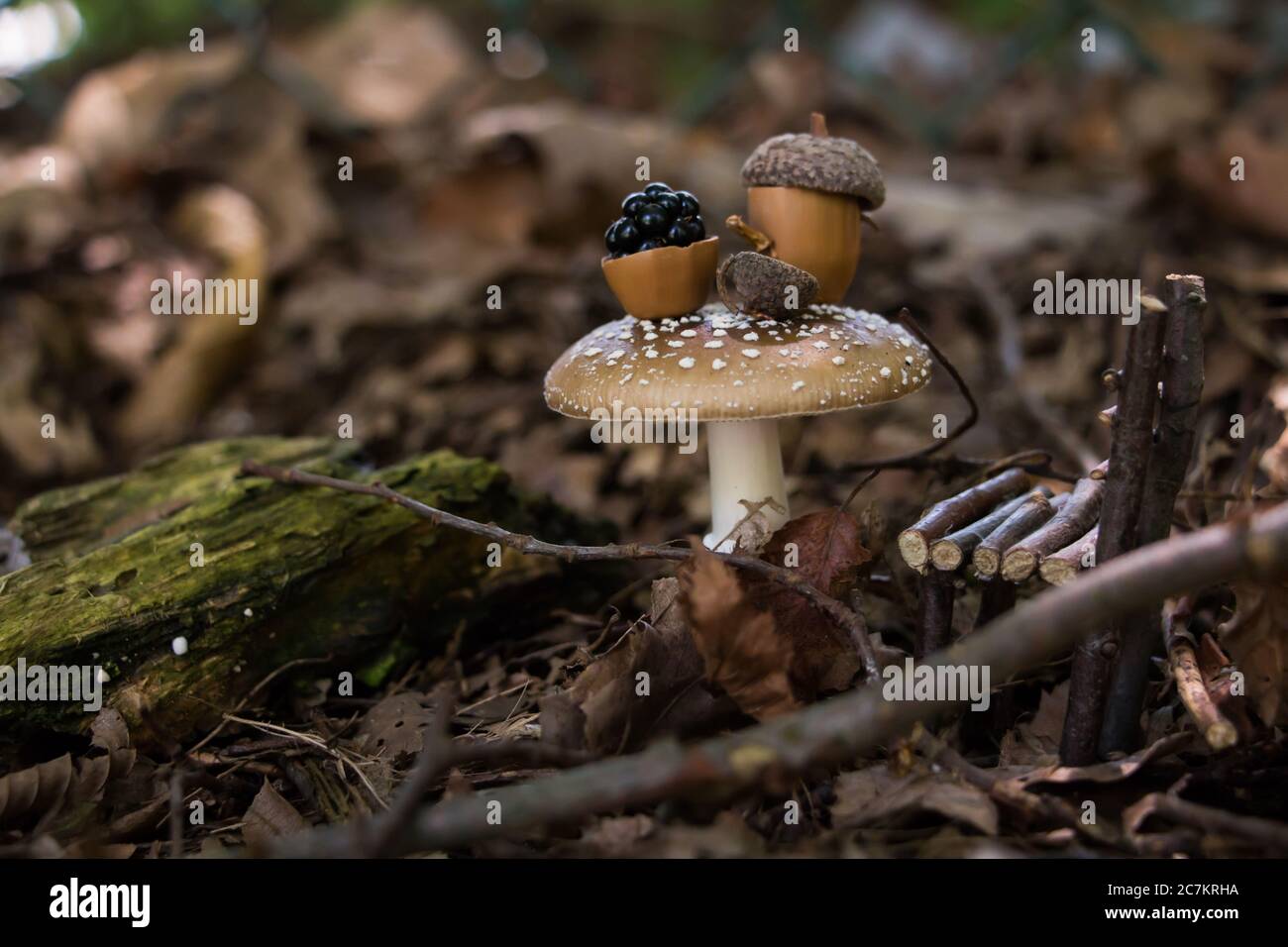 Fairy tea party scene, with miniature objects and Amanita pantherina as a table Stock Photo