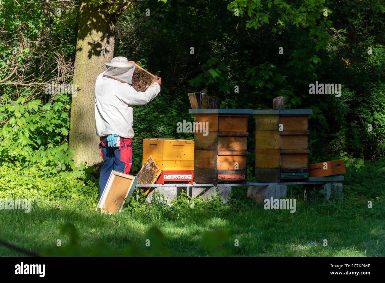 Germany, Saxony-Anhalt, Magdeburg, beekeepers inspect honeycombs. Stock Photo