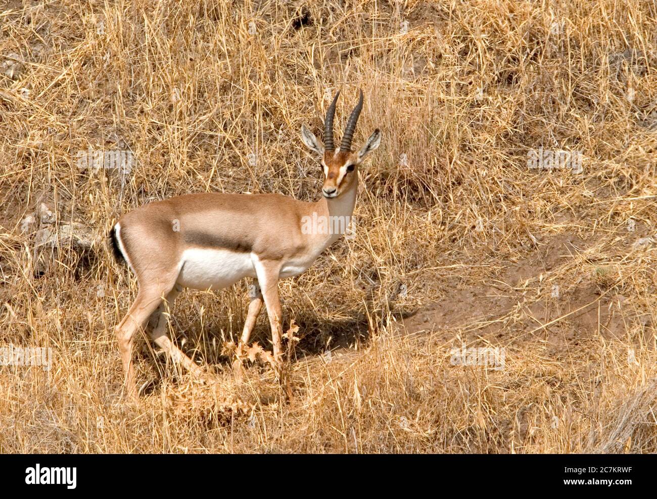 Mountain gazelle - Gazella gazella gazella Stock Photo - Alamy