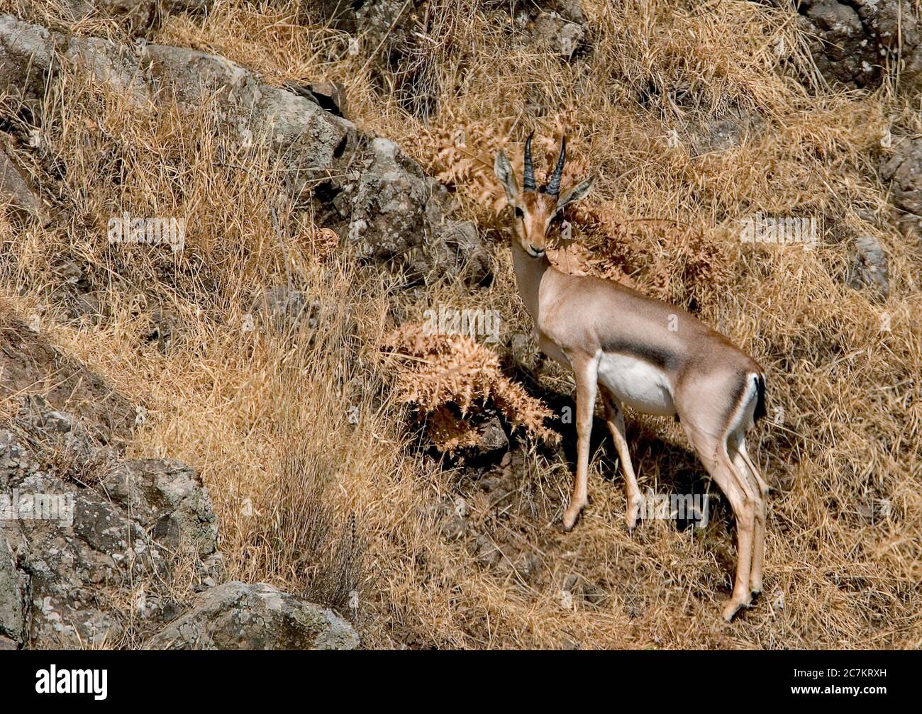 Mountain gazelle gazella gazella hi-res stock photography and images ...