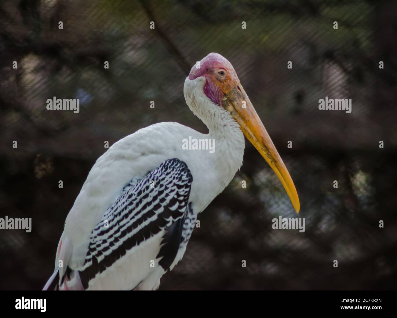 Storks are large, long-legged, long-necked wading birds with long, stout bills. Stock Photo