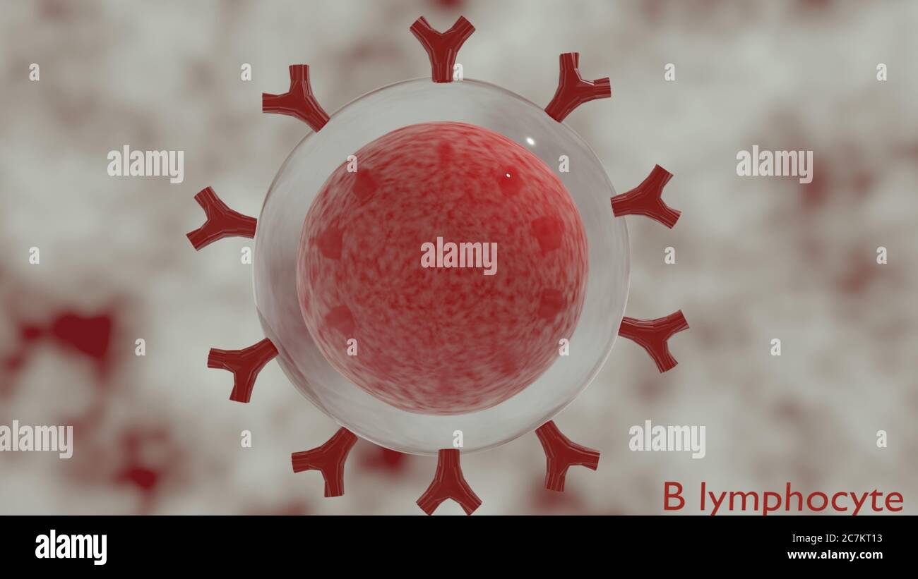 B lymphocyte in 3d illustration Stock Photo