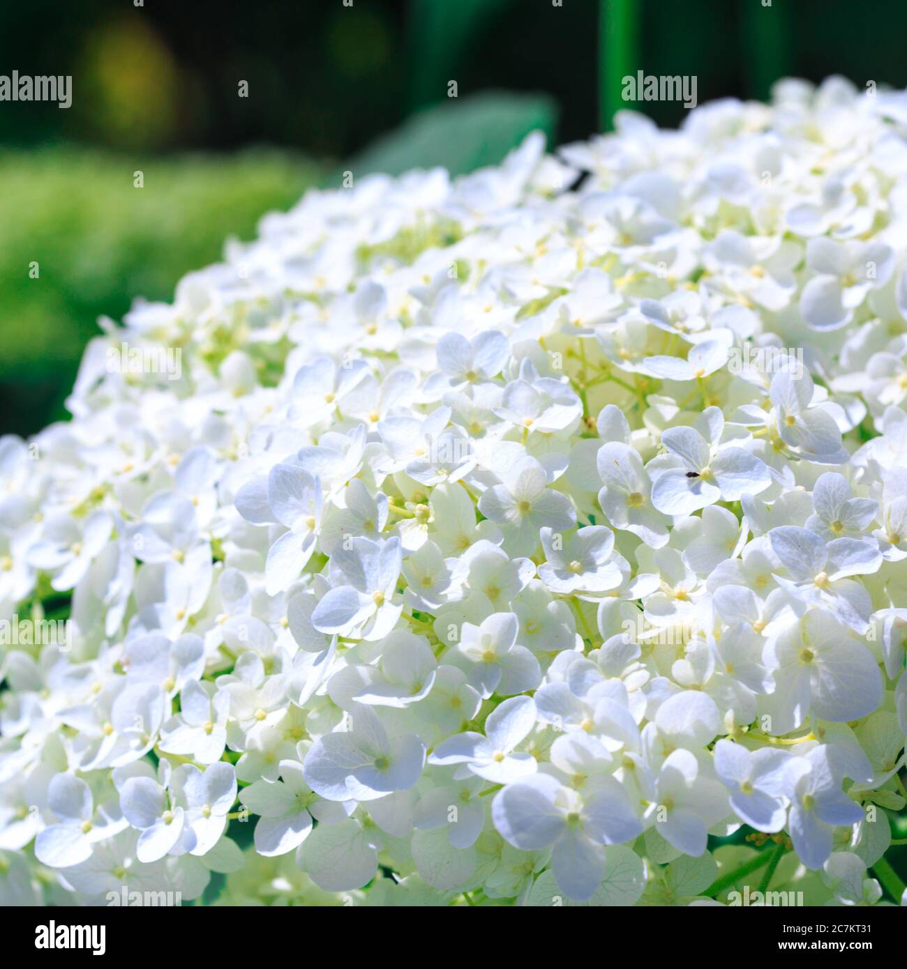 White hydrangea paniculata flower. Beautiful natural background Stock ...