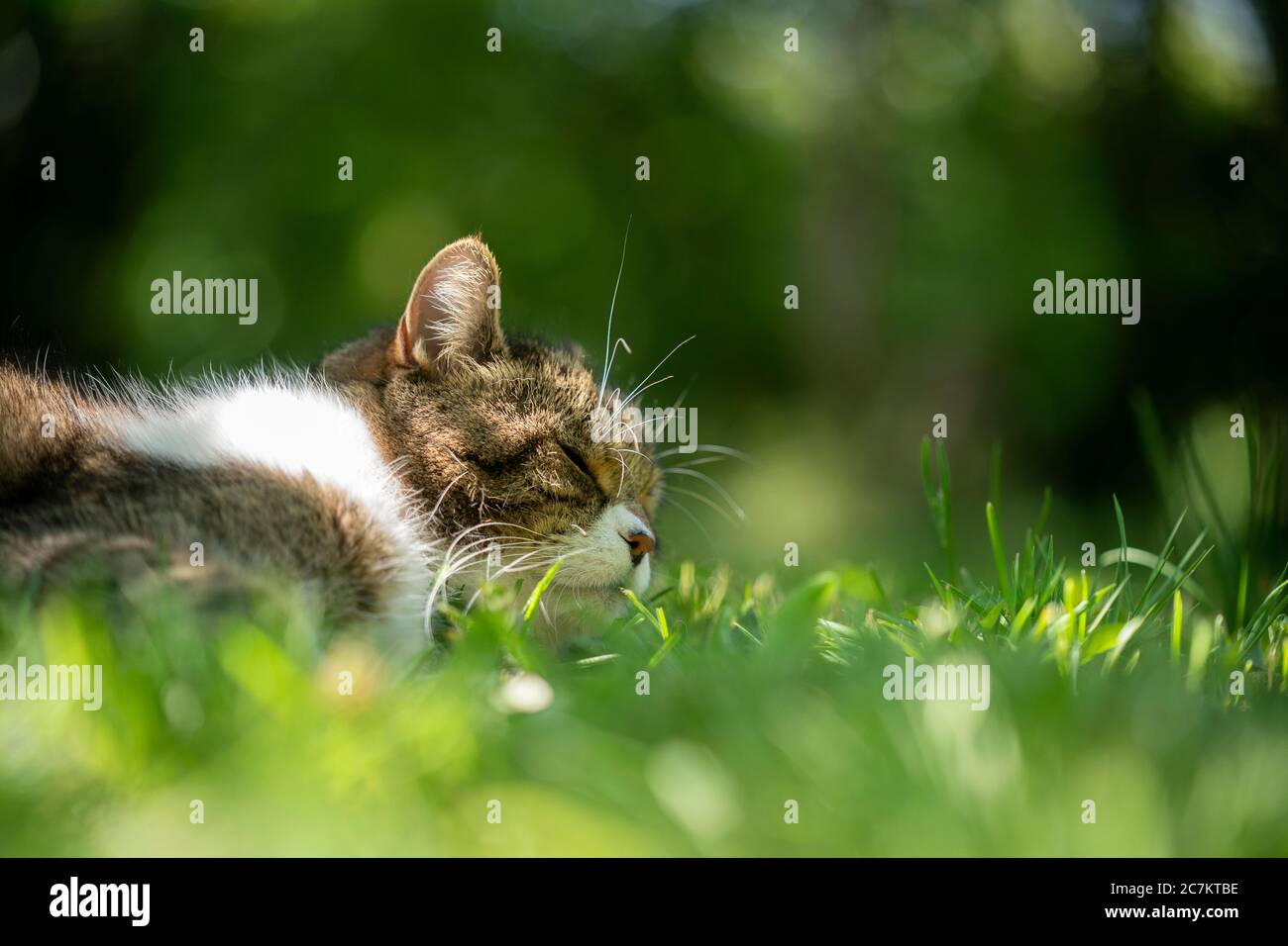 tabby white cat relaxing outdoors on grass Stock Photo