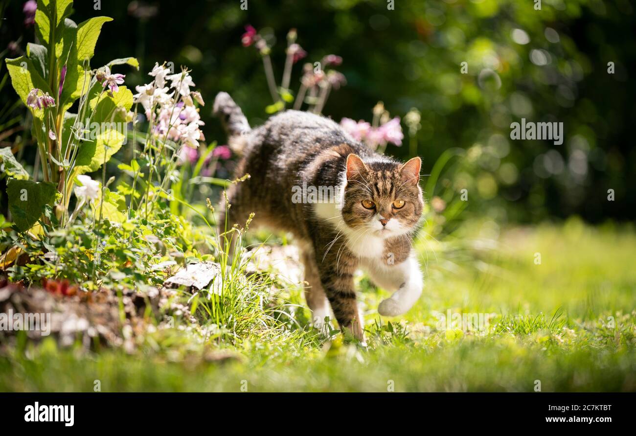 Cat on white in motion hi-res stock photography and images - Alamy
