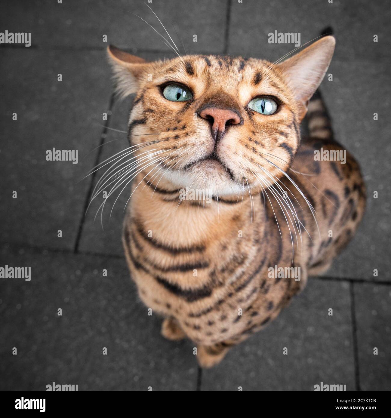 cute and funny bengal cat portrait Stock Photo
