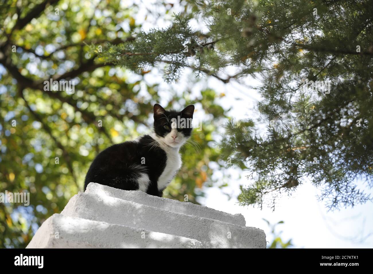 Black cat sitting on floor Stock Photo Alamy