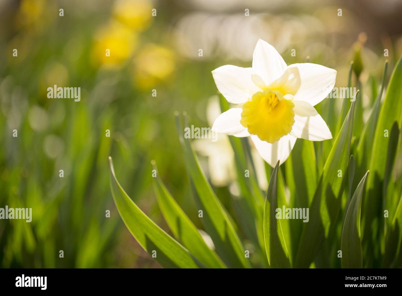White Narcissus, Early spring, Garden, Finland Stock Photo