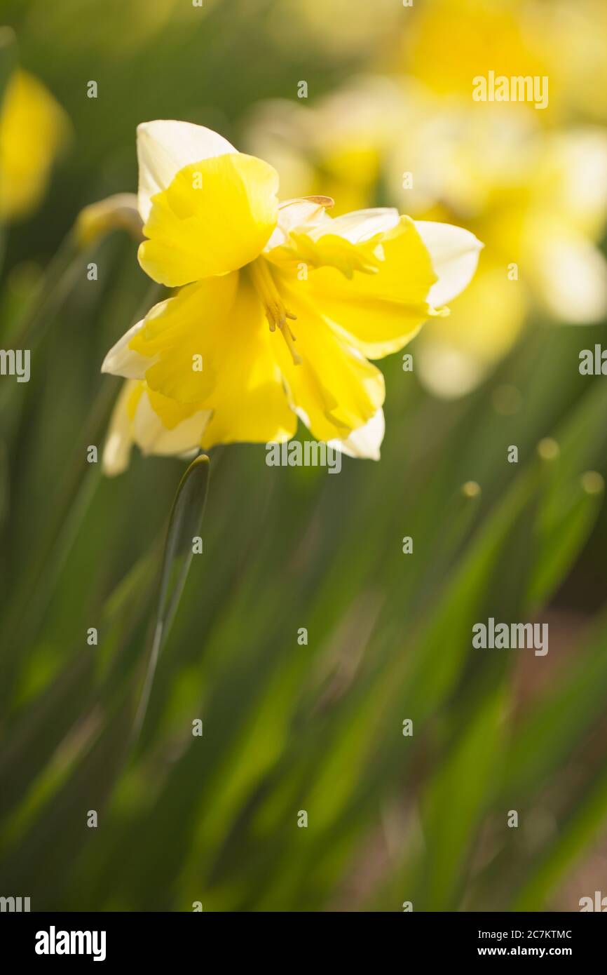 Yellow Narcissus, Early spring, Garden, Finland Stock Photo