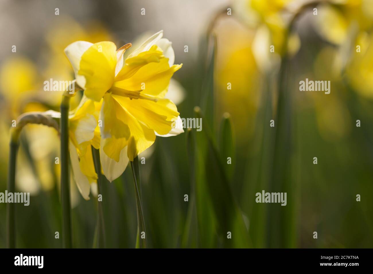 Yellow Narcissus Flowers, Early spring, Garden, Finland Stock Photo