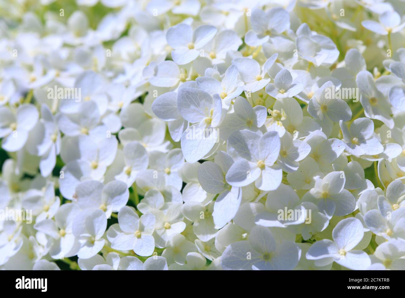 White hydrangea paniculata flower. Beautiful natural background Stock ...