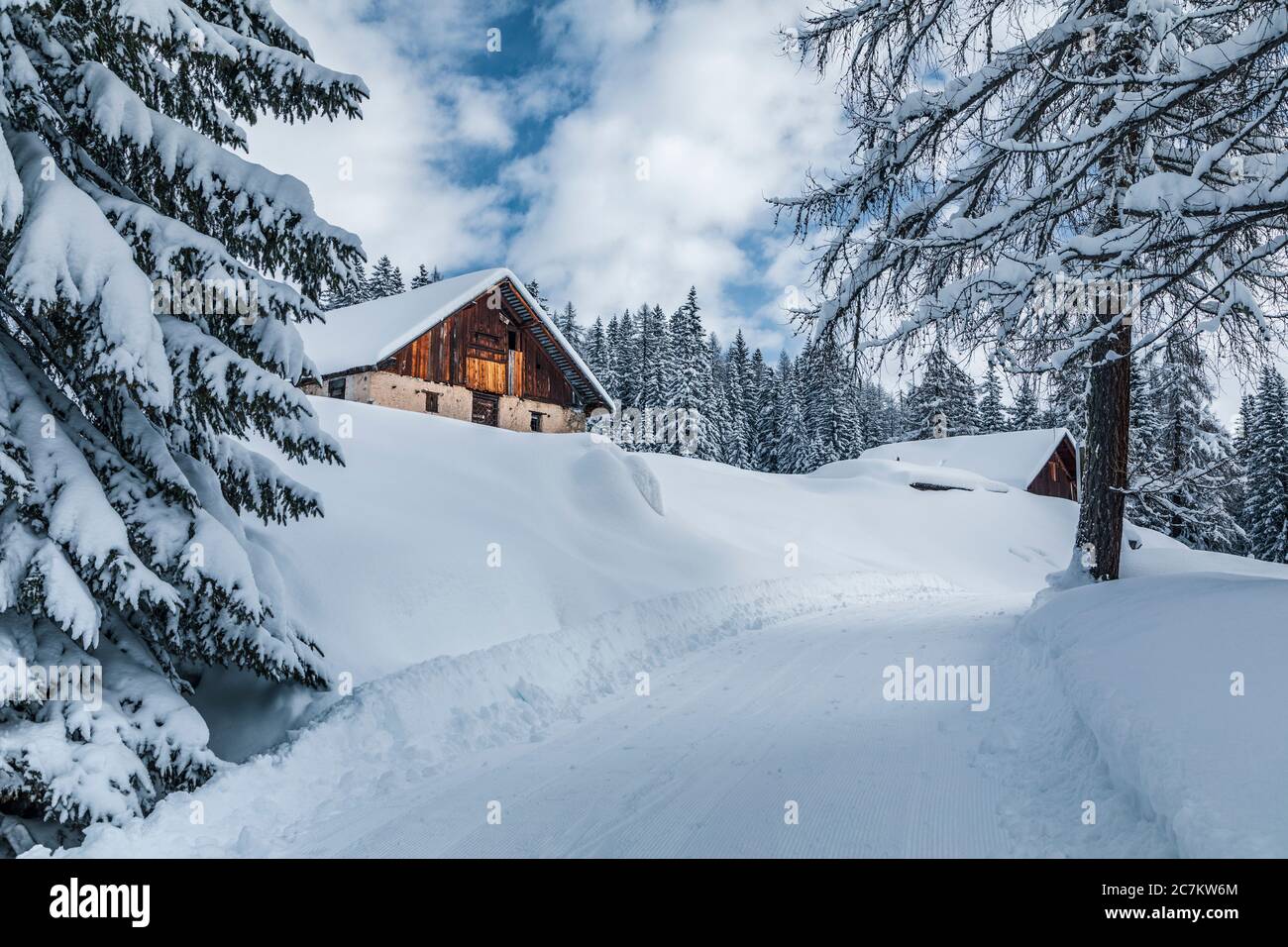 Snowy forest near Fedarola alm, winter in Dolomites, Cortina d'Ampezzo, Belluno, Veneto, Italy Stock Photo