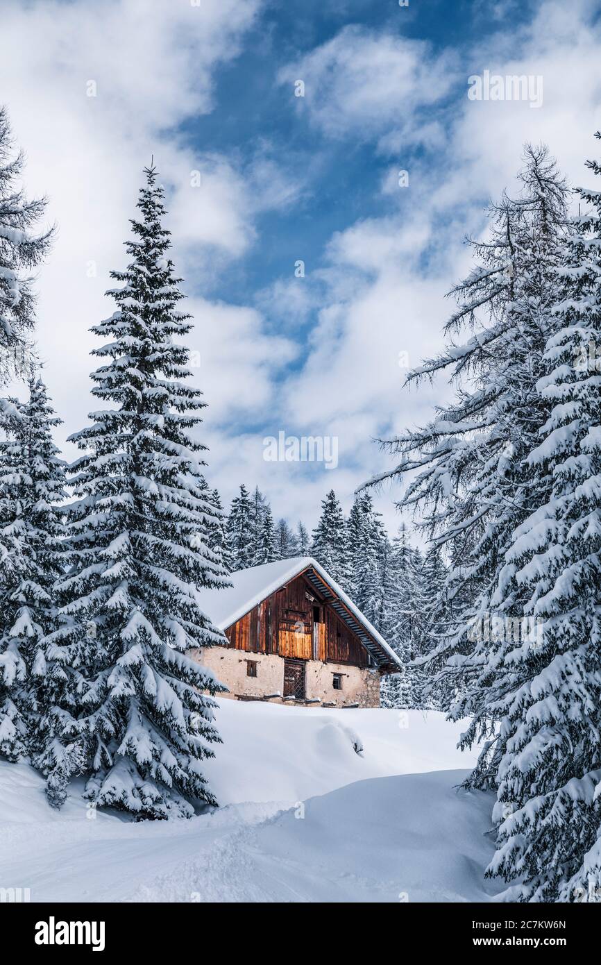 Snowy forest near Fedarola alm, winter in Dolomites, Cortina d'Ampezzo, Belluno, Veneto, Italy Stock Photo