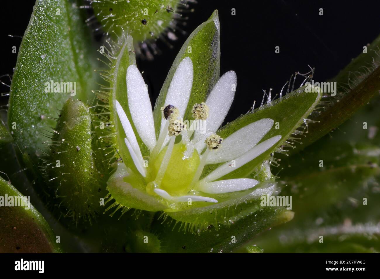 Common Chickweed (Stellaria media). Flower Closeup Stock Photo