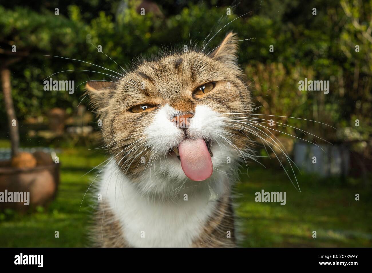 funny portrait of a tabby white cat licking window glass outdoors in