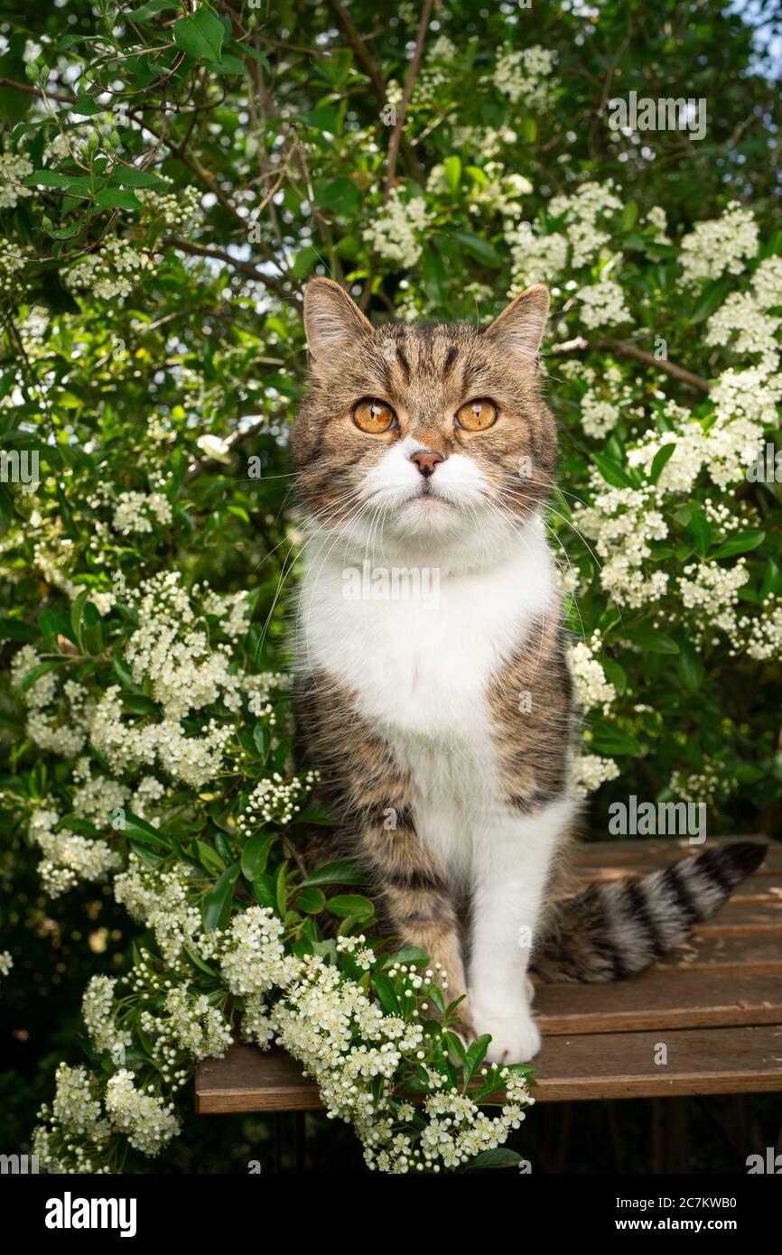 tabby white british shorthair cat sitting on garden table under ...