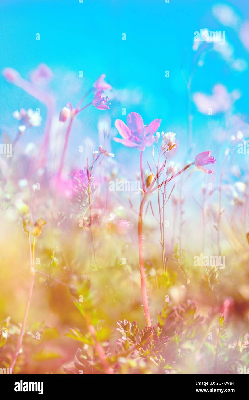 Delicate flowers of small weed plants on the meadow in spring-multiple exposure with artistic color effect Stock Photo