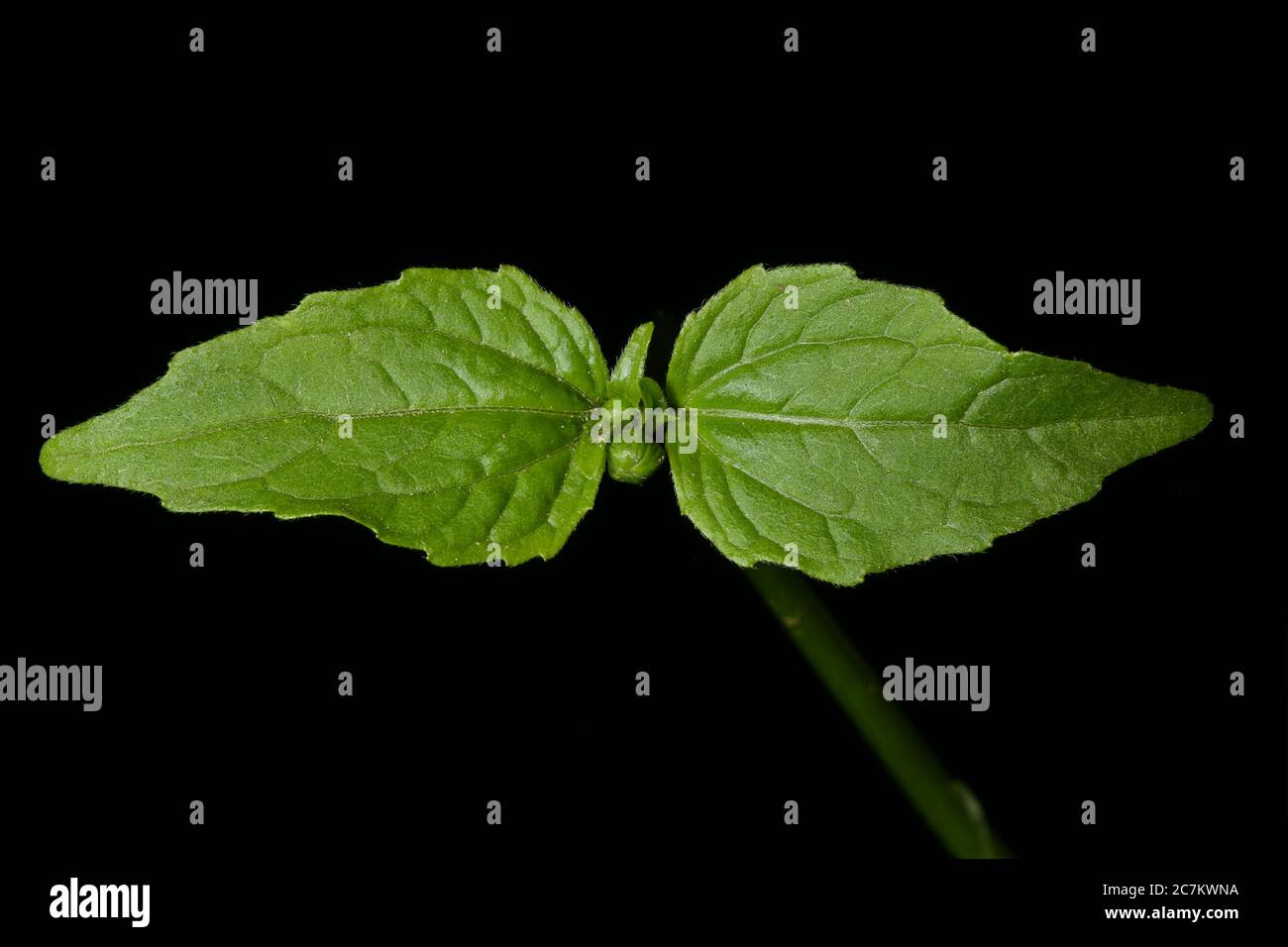 Gallant Soldier (Galinsoga parviflora). Leaves Closeup Stock Photo