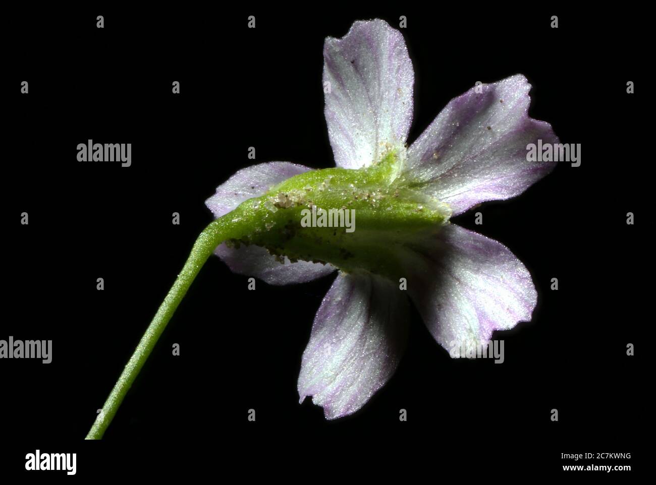 Annual Gypsophila (Gypsophila muralis). Flower Closeup Stock Photo