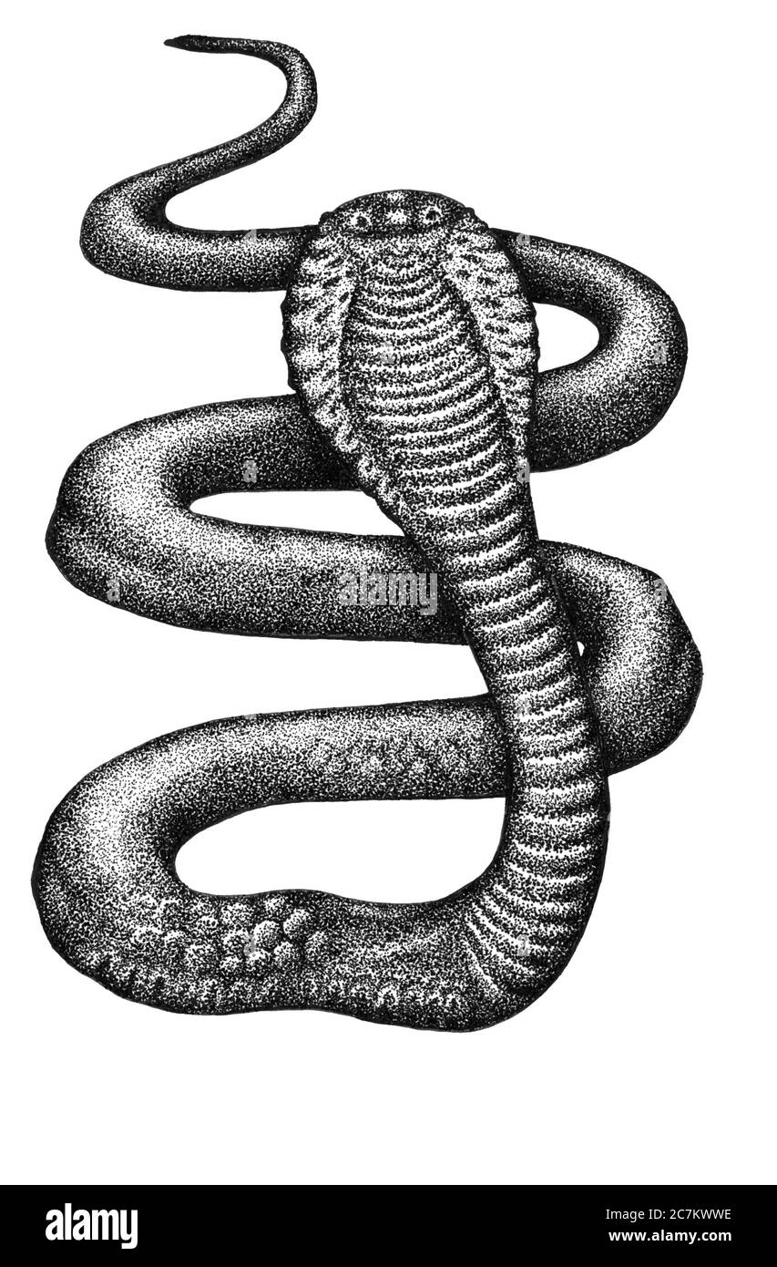 Ink cobra snake on a white Stock Photo