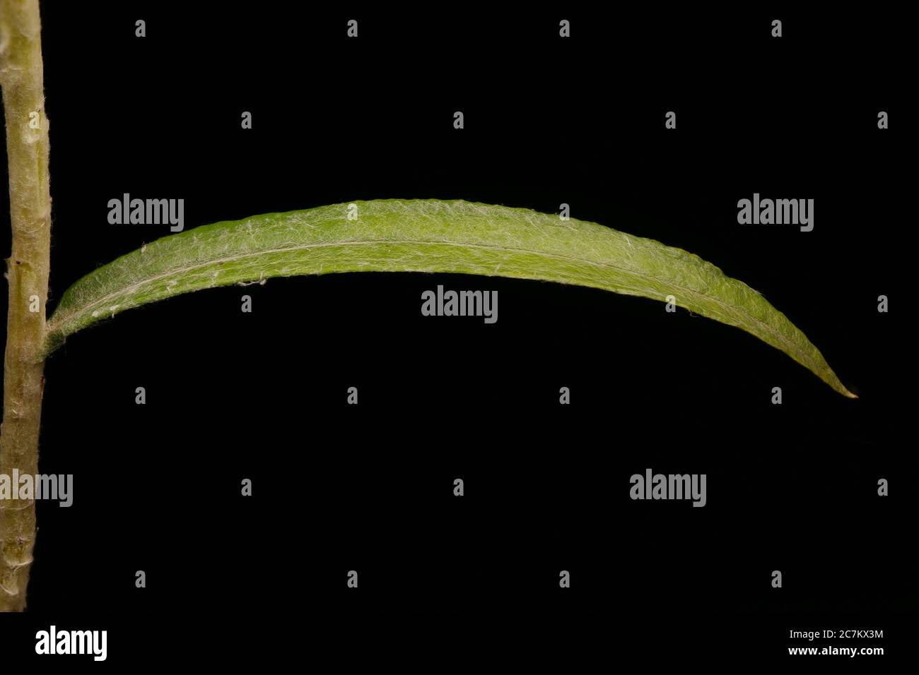 Pearly Everlasting (Anaphalis margaritacea). Leaf Closeup Stock Photo