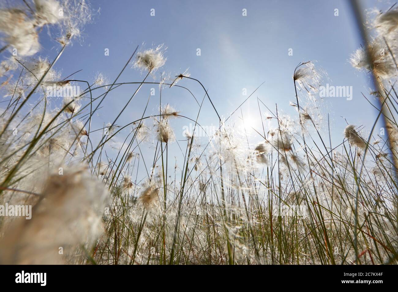 Cotton grass, bloom, infructescence Stock Photo Alamy
