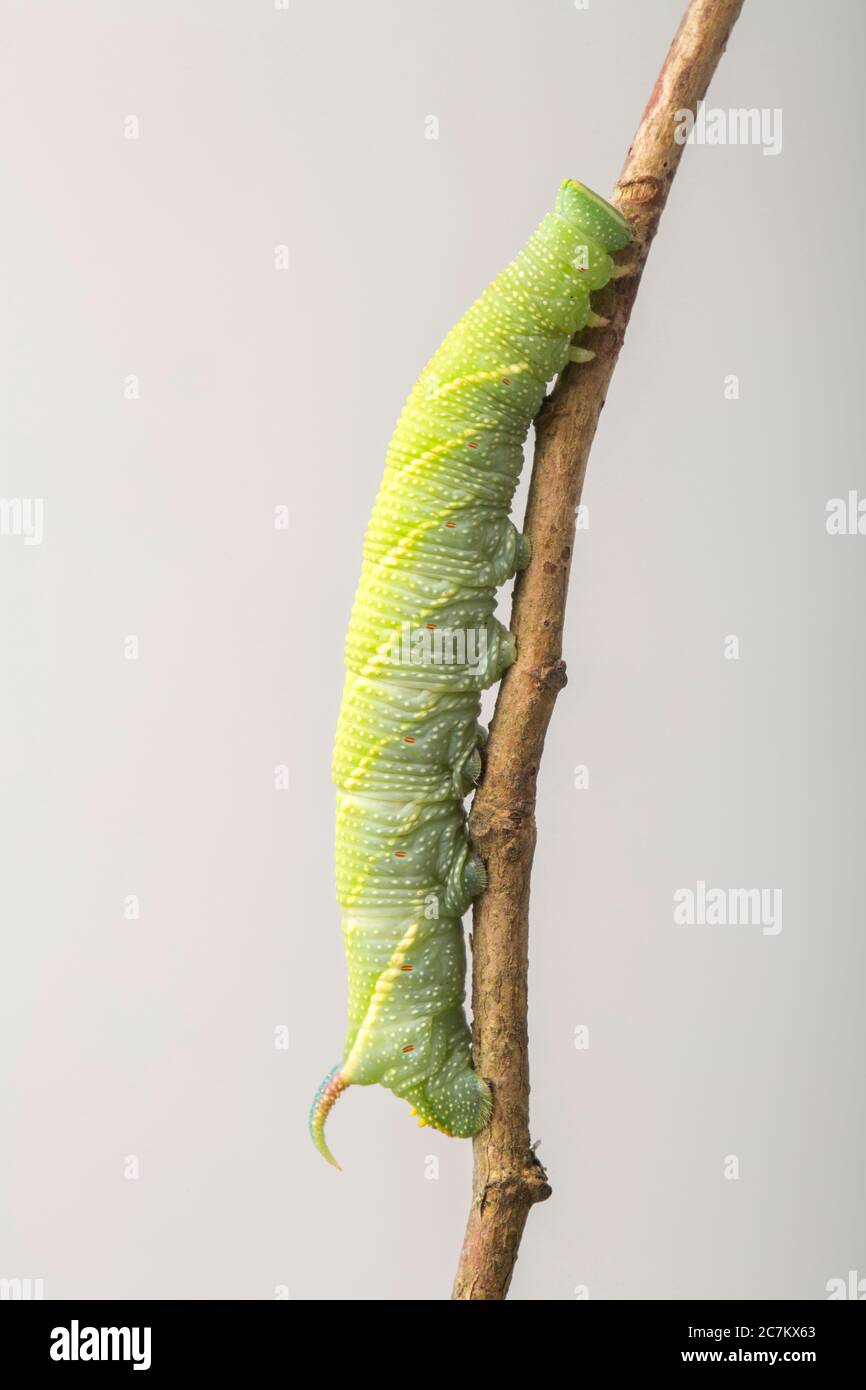 A Lime hawk moth caterpillar, Mimas tiliae, photographed in a studio. White background. North Dorset England UK GB Stock Photo