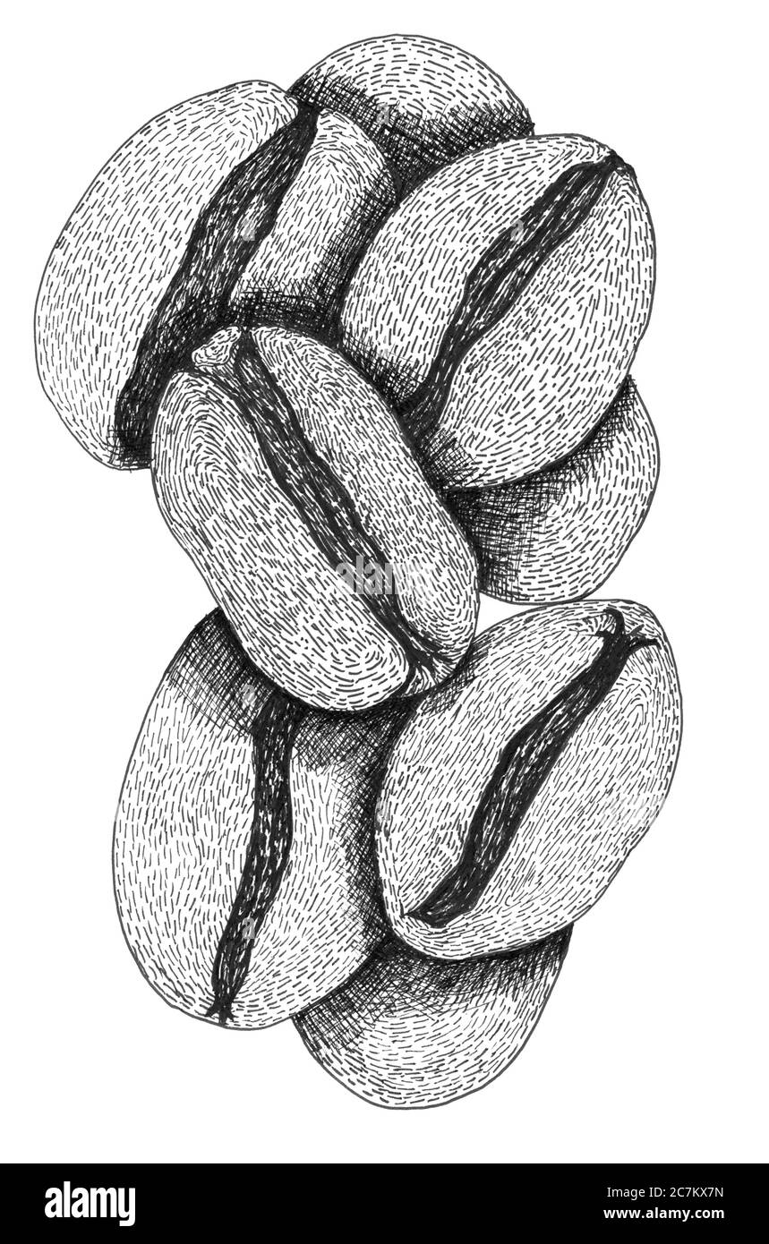 hand drawn coffee beans illustration Stock Photo - Alamy